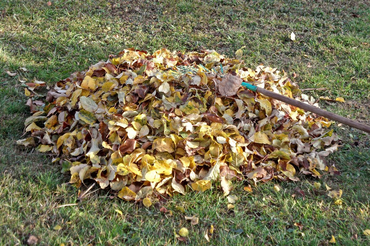 Pile of raked autumn leaves on a lawn