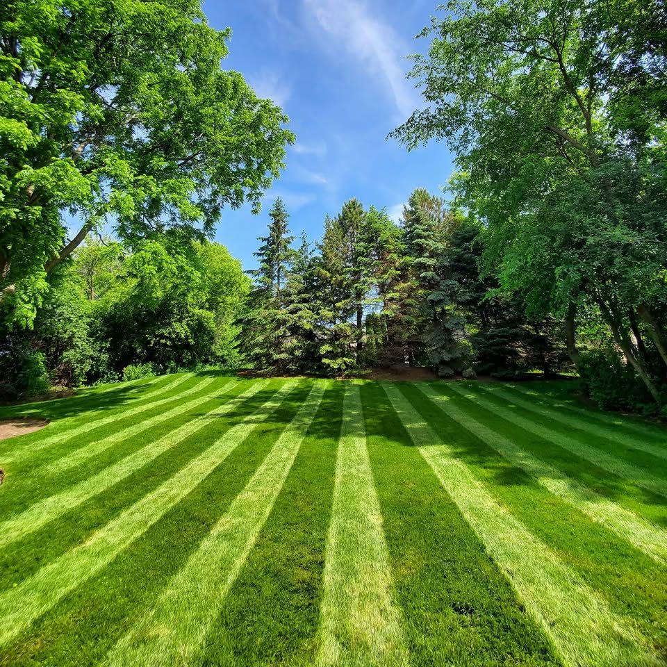Freshly mowed lawn with clean stripes under tall trees
